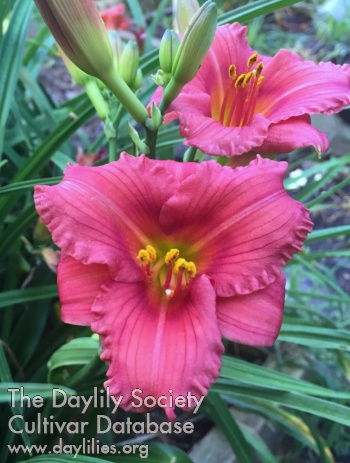 Daylily This Little Piggy